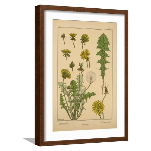 Art.com Dandelion Giclee Print, Brown Frame Wall Art, 17" x 23"