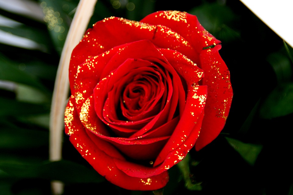 Rose 10