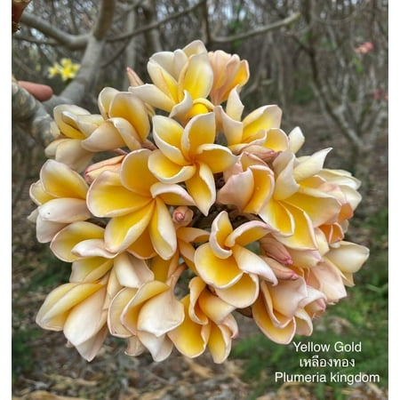 10 Yellow Gold Plumeria Seeds Plants Flower Flowers Perennial Seed Tree P-16