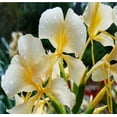 thumbnail image 4 of Live White Ginger Plant Root 1 Pk (Root 2"-4") Partial Shade, 4 of 7
