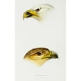 thumbnail image 2 of Gould, John 17x24 Black Modern Framed Museum Art Print Titled - White-breasted sea-eagle and Little eagle, 2 of 4