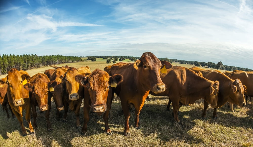 Beefmaster Herd Of