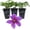 3 Plants, variant on Clematis Mrs N Thompson - Live Starter Plant in a 2 Inch Growers Pot - Starter Plants Ready for The Garden - Rare Clematis for Collectors