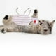 thumbnail image 5 of Juguetes interactivos para gatos Juguete interactivo chirriante para gatos Juguete masticable para mascotas (B), 5 of 7