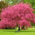 thumbnail image 5 of Expert Gardener 3-4 ft tall Pink Flowering Dogwood Live Tree in 7-Gallon Grower Pot, 5 of 6