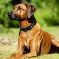 thumbnail image 6 of Koreshion Reflective Dog Collar,Soft Neoprene Padded Breathable Nylon Pet Collar Adjustable for Medium Dogs, Black, XL, 6 of 6