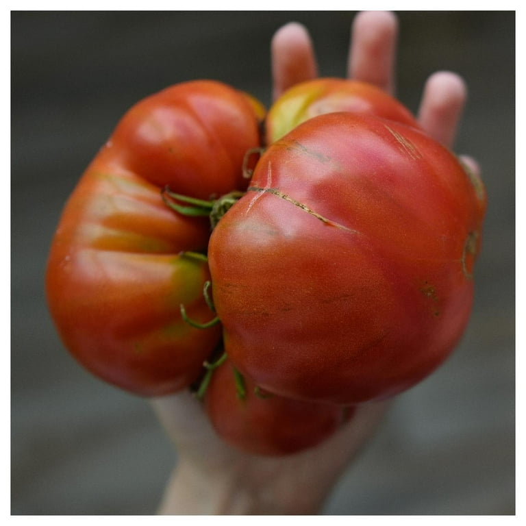 Organic Magic Bullet Tomato Seeds — San Diego Seed Company