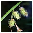thumbnail image 2 of Everwilde Farms - 1/4 lb Porcupine Sedge Native Grass Seeds - Gold Vault Bulk Seed Packet, 2 of 3