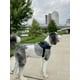 thumbnail image 5 of Chaleco reflectante para mascotas SHAWNCO Essential sin tirones, 5 of 5