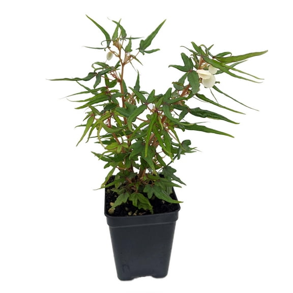 Mini Maple Leaf Begonia Plant - 2.5" Pot - Terrarium/Fairy Garden/House Plant