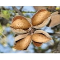 thumbnail image 3 of Whole Blanched Almonds, 4 Pounds - Kosher, Raw, Vegan - by Food to Live, 3 of 6