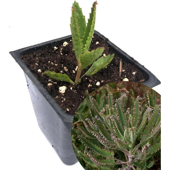 Mother of Thousands Plant (Kalanchoe daigremontiana) in 2.5-inch Pot - Organic Easy-to-Grow Succulent House Plant by Smoke Camp Crafts