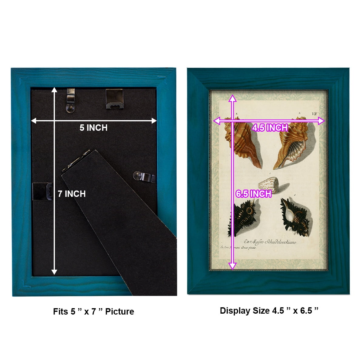 Bookplate Shells I - Framed Print w/glass - Ocean Blue