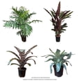 thumbnail image 1 of Planta varios modelos 1 pieza, 1 of 4