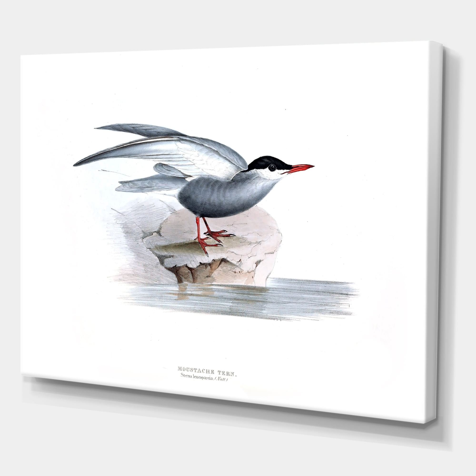 Designart ' Ancient Bird Of Europe I ' Traditional Canvas Wall Art Print