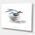 thumbnail image 3 of Designart ' Ancient Bird Of Europe I ' Traditional Canvas Wall Art Print, 3 of 4