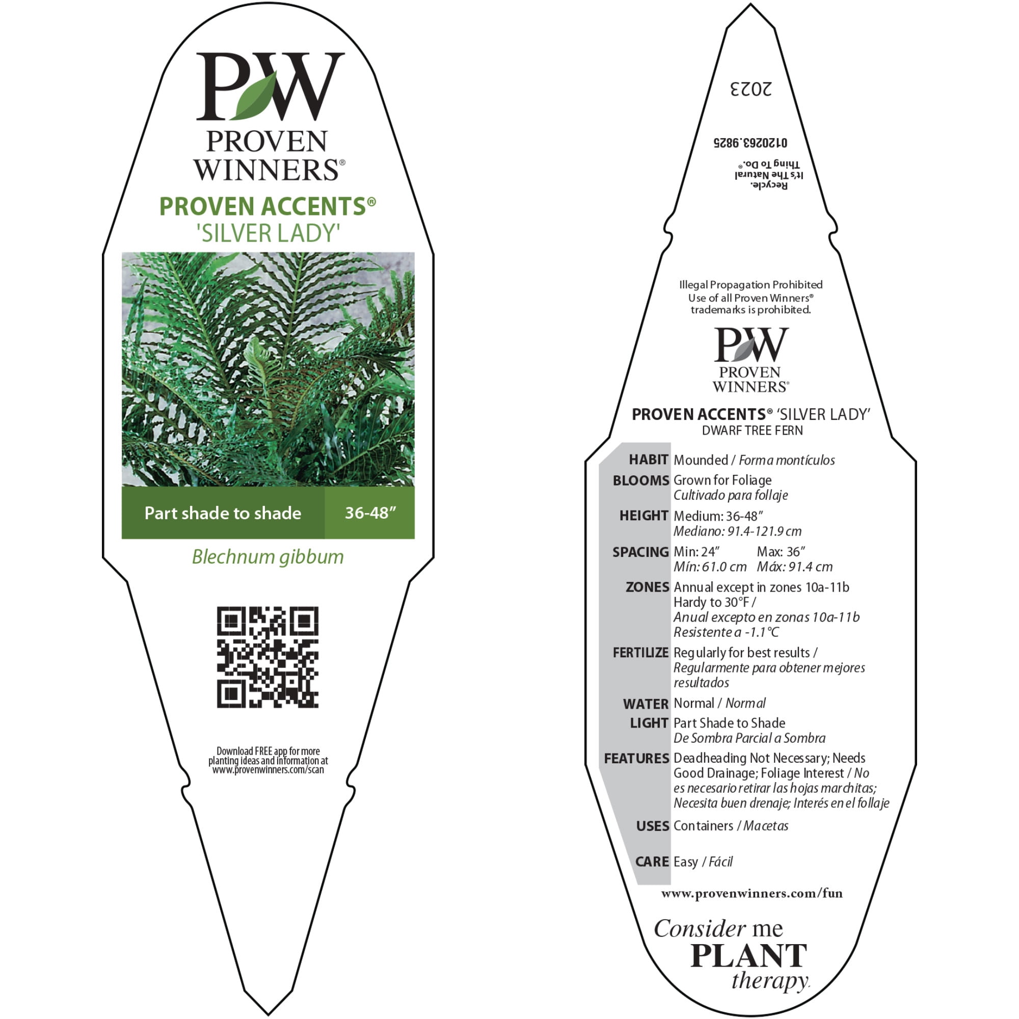 Proven Winners 5" 'Silver Lady' Dwarf Tree Fern Live Plant in 4.5" Pot (4 Count)