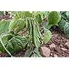 thumbnail image 7 of Tendergreen Green Bean Seeds, 50 Heirloom Seeds Per Packet, Non GMO Seeds, 7 of 7