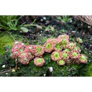 10 * Seeds * CARNIVOROUS SUNDEW Plant Drosera Flower Seeds