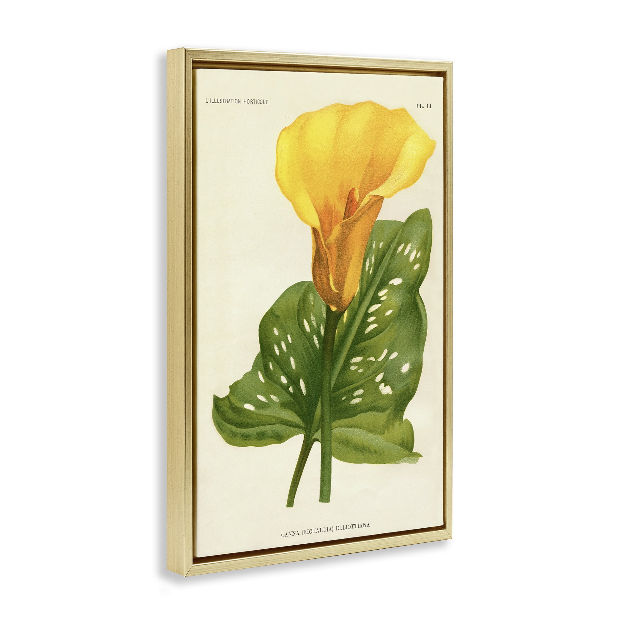 Stupell Industries Yellow Canna Lily Gold Framed Floater Canvas Wall Art, design by Print Collection