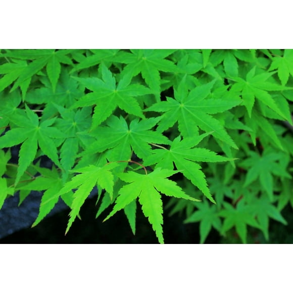 20 GREEN JAPANESE MAPLE Tree Ornamental Acer Palmatum Palmate Maple Yellow Fall Color Red Flower Seeds