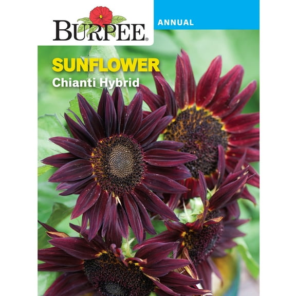 Burpee Chianti Hybrid Sunflower Flower Seeds, Stunning Wine-Red Velvet Petals Flecked with Gold