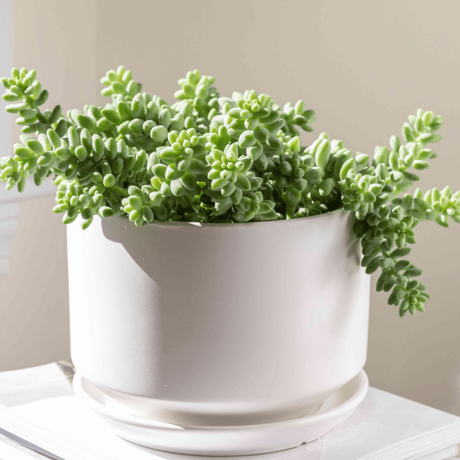 Donkey's Tail  Succulent Plant Live, Trailing Sedum Succulent Hanging Plant, 2" Pot, Indoor Outdoor Houseplant