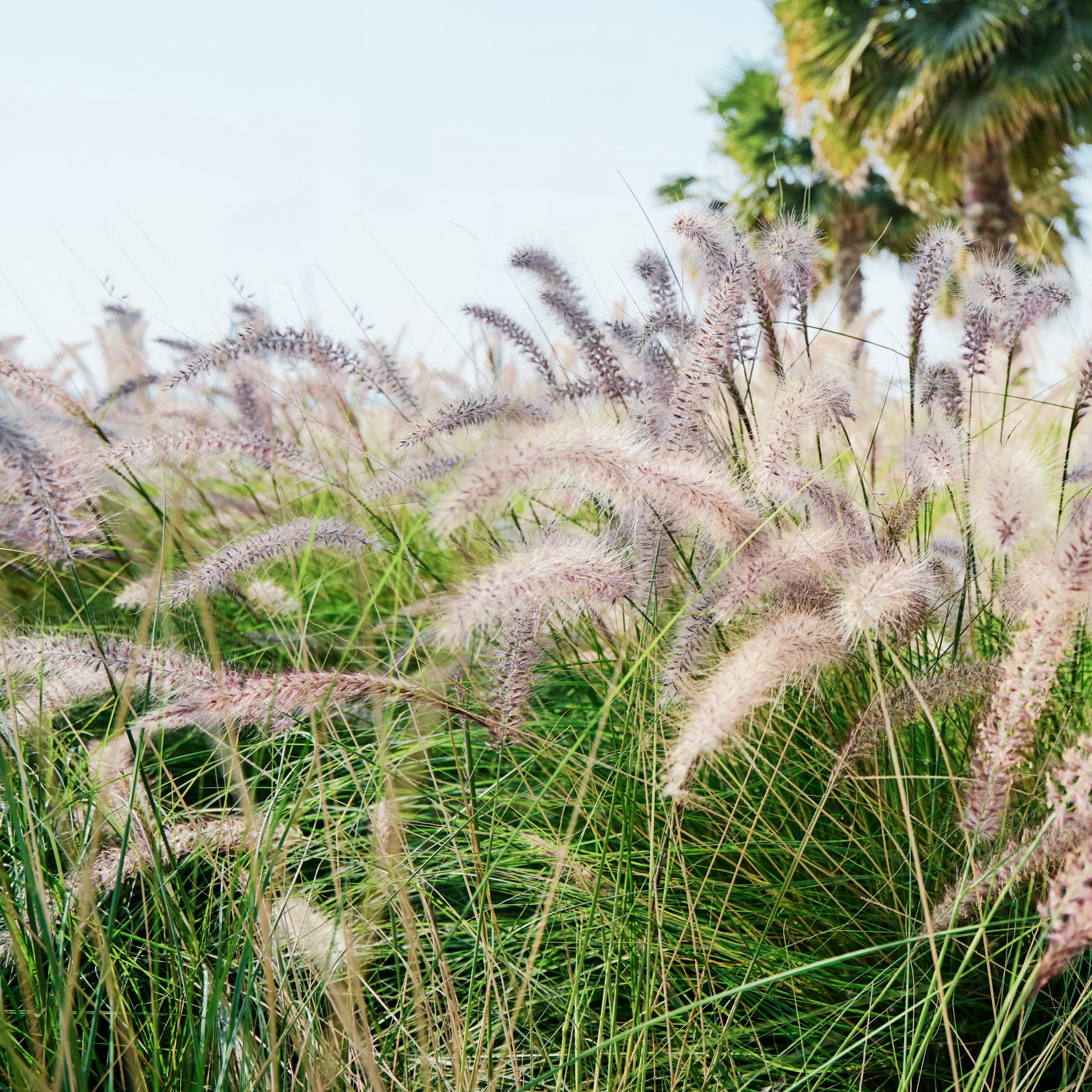 National Plant Network 3 gal. Hameln Grass Plant