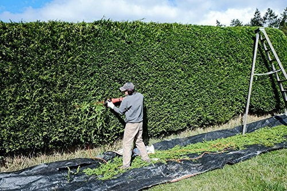 Thuja Arborvitae Green Giant - 10 Live Quart Size Plants - Evergreen Privacy Trees
