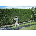 thumbnail image 5 of Thuja Arborvitae Green Giant - 10 Live Quart Size Plants - Evergreen Privacy Trees, 5 of 9