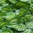 thumbnail image 3 of Valla Artificial De Hojas Valla Artificial De Hojas Valla de hoja verde artificial para paisajismo, valla de rábano verde, decoración de jardín (G), 3 of 7