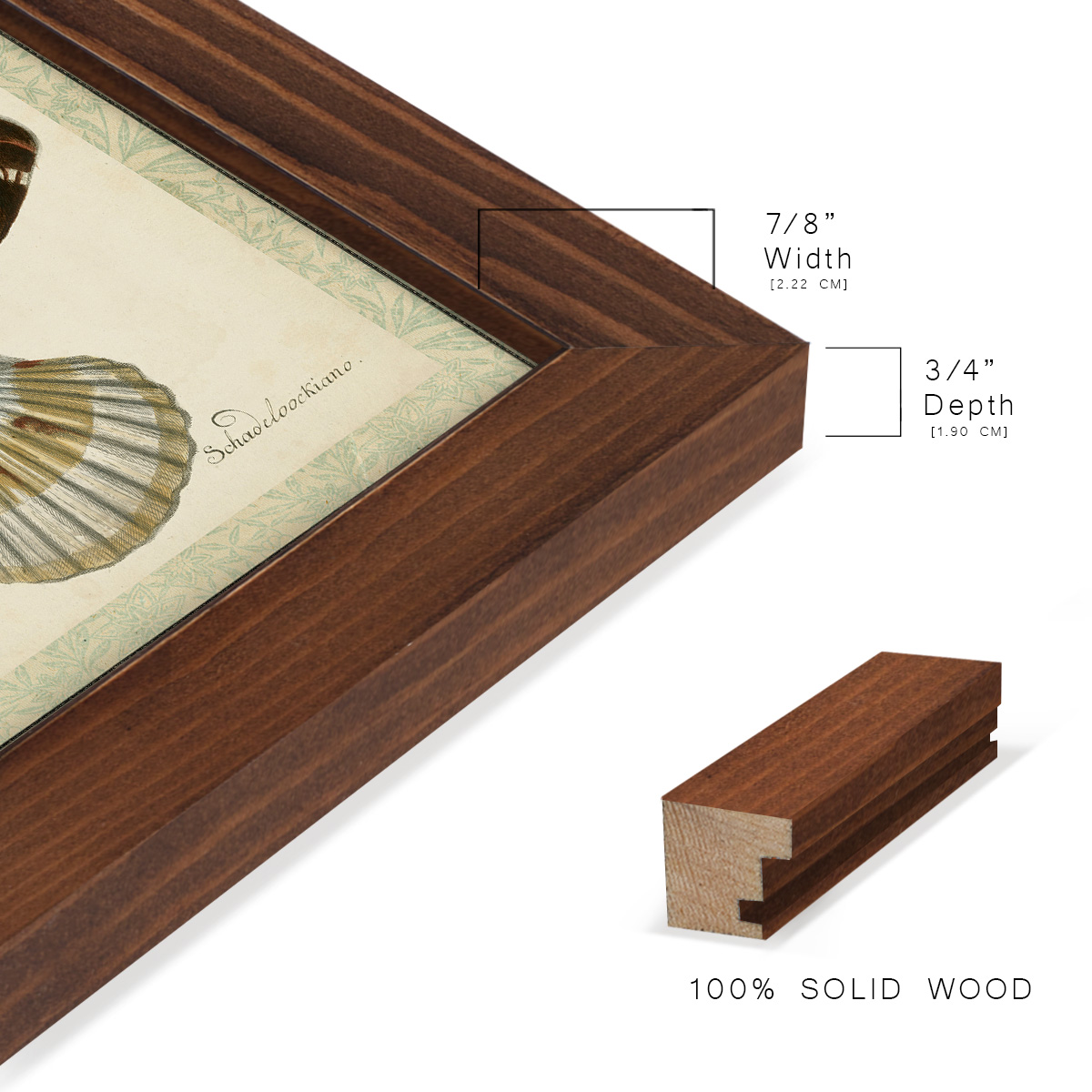 Bookplate Shells III - Framed Print w/glass - Chestnut