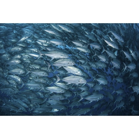 A massive school of bigeye trevally near Cocos Island Costa Rica Canvas Art - Ethan DanielsStocktrek Images (17 x 12)