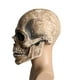 thumbnail image 5 of Máscara de calavera Sunnimix para Halloween Tocado de esqueleto, 5 of 8