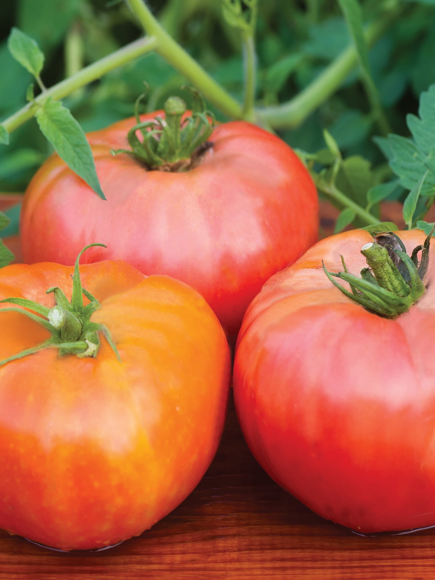 Burpee Organic Brandywine Red Tomato, Plant Seeds for Home Garden