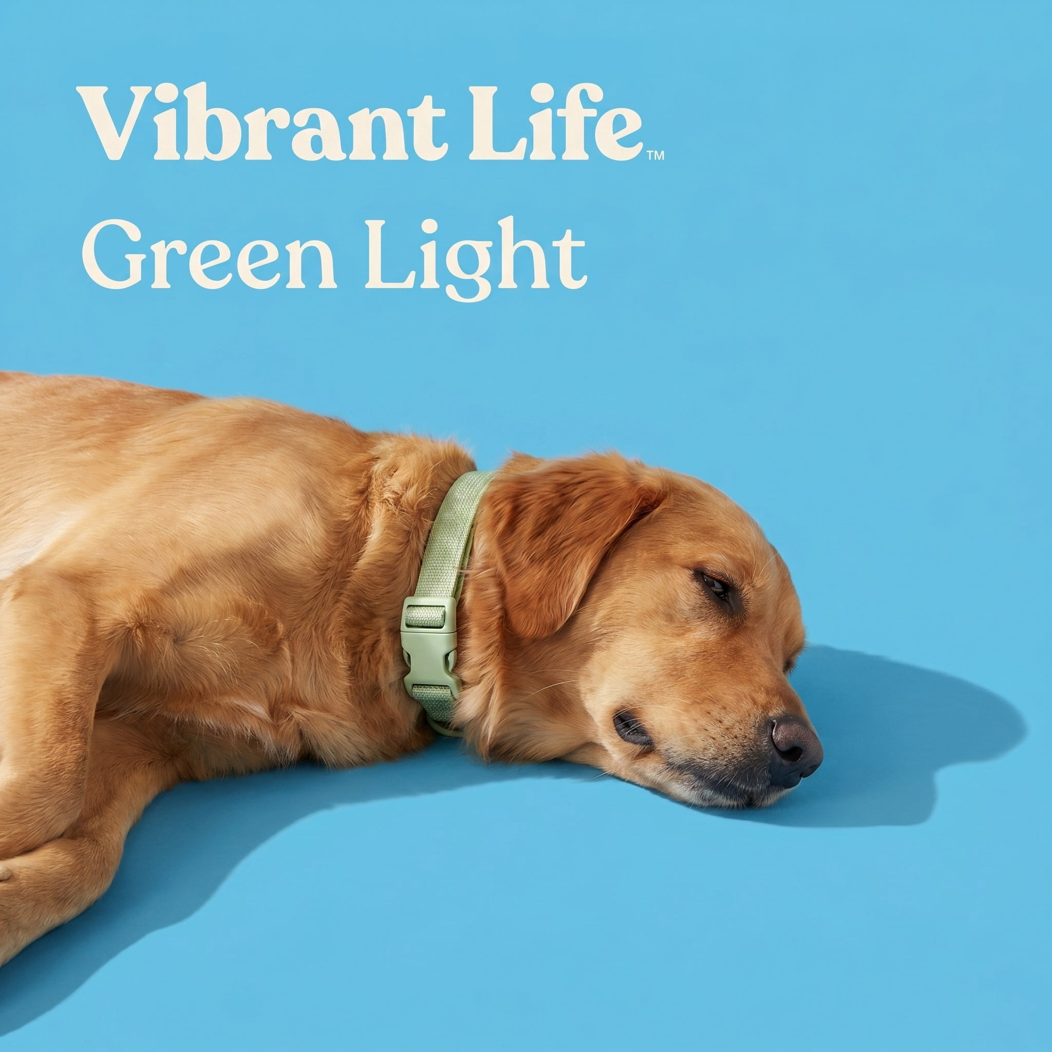 Vibrant Life Neoprene Cushioned Adjustable Dog Collar, Sage Green, Large