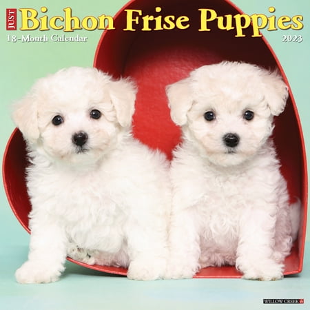 UPC: 0709786069712 | Just Bichon Frise Puppies 2023 Wall Calendar