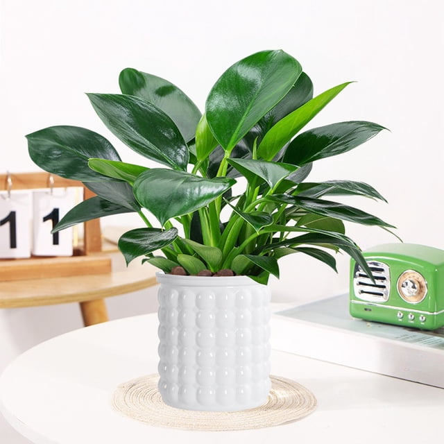 Self Watering Transparent Flower Pot for Small Indoor Plants and Hydroponics, Plastic Planter with Wick System for Home Decor
