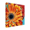 thumbnail image 2 of Trademark Fine Art 'Color Bursts II' Canvas Art by Carolee Vitaletti, 2 of 4