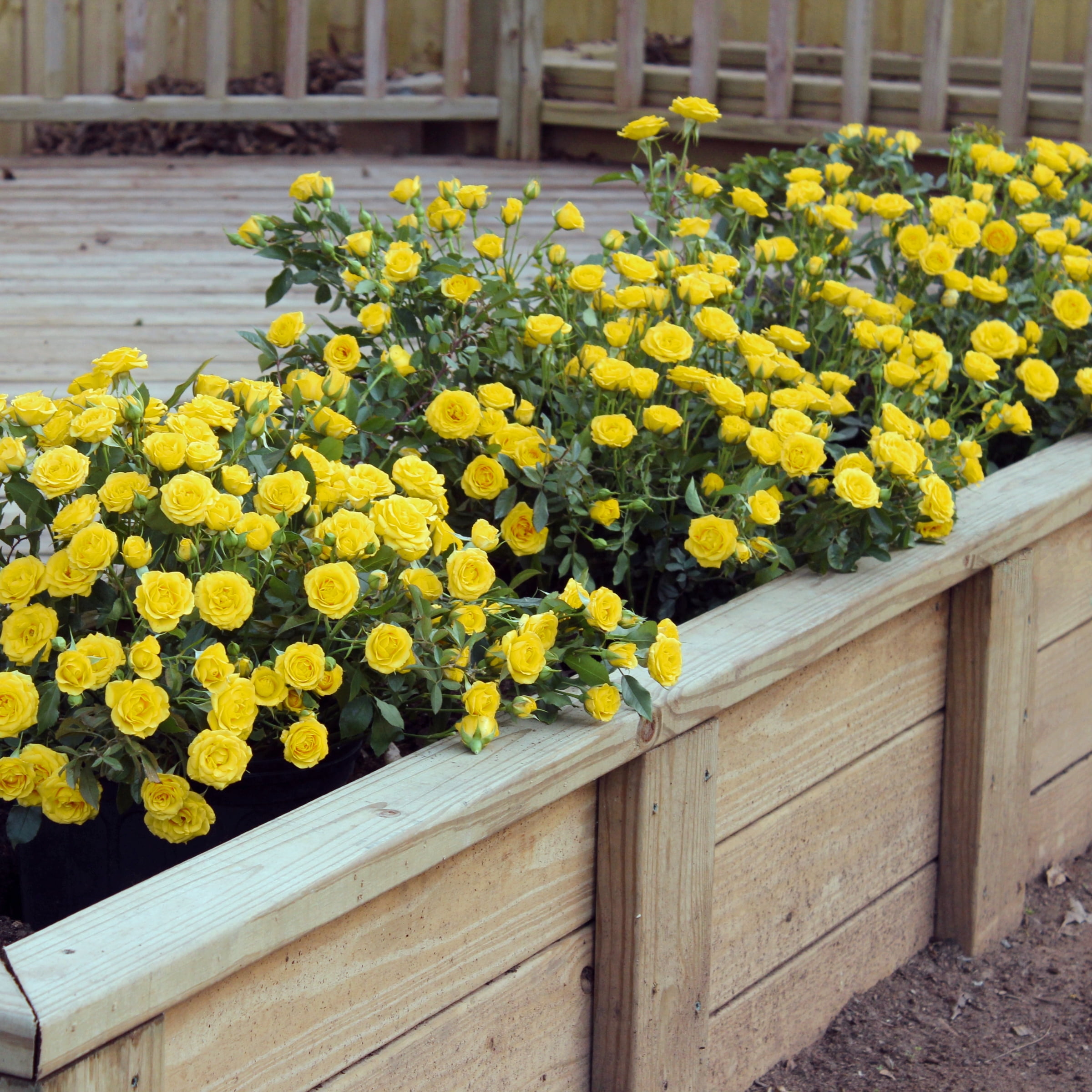 National Plant Network 2.5 in. Miniature Rose Buttermint (3-Pack)