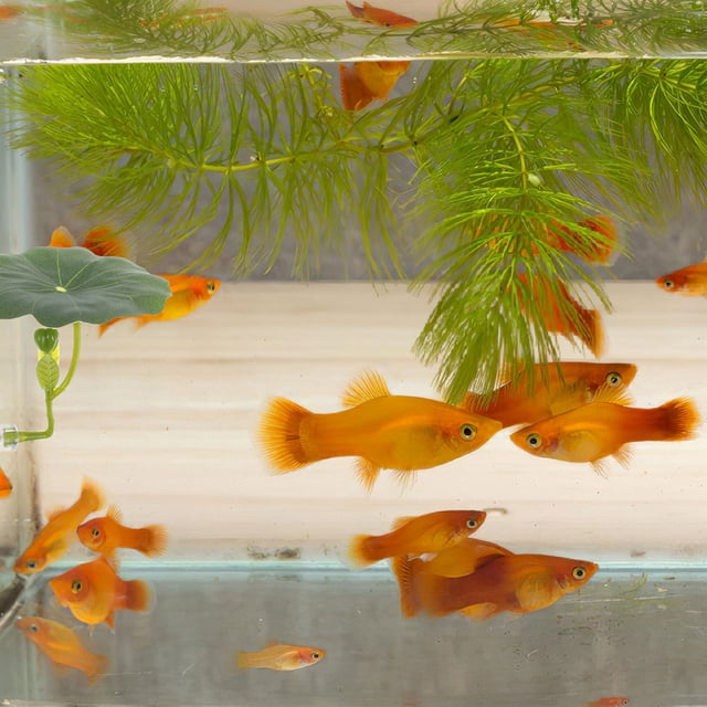 Luxshiny 2Ud Accesorios Para Peces Betta Hoja Artificial De Loto Para Descanso Y Ocultación
