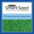 thumbnail image 4 of Pennington Smart Seed Pro Tall Fescue & Bluegrass Mix Grass Seed, 50lb, 4 of 11