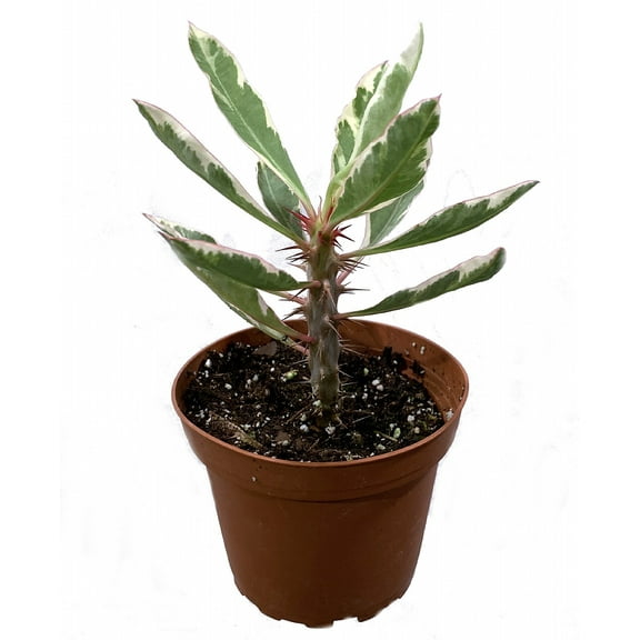 Rare White Lightening Crown of Thorns Plant - Euphorbia - 4" Pot - Trending