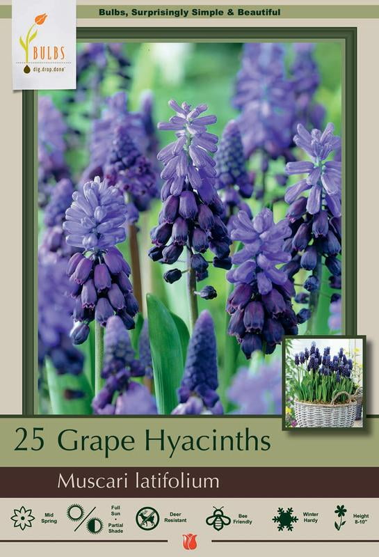 Two Tone Grape Hyacinths 25 Bulbs Muscari latifolium 5/6 cm Bulbs