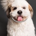 thumbnail image 4 of HEALEEP Cadena De Inoxidable Para Perro Con Bordes Suaves Y Moderno Para Uso Diario, 4 of 8