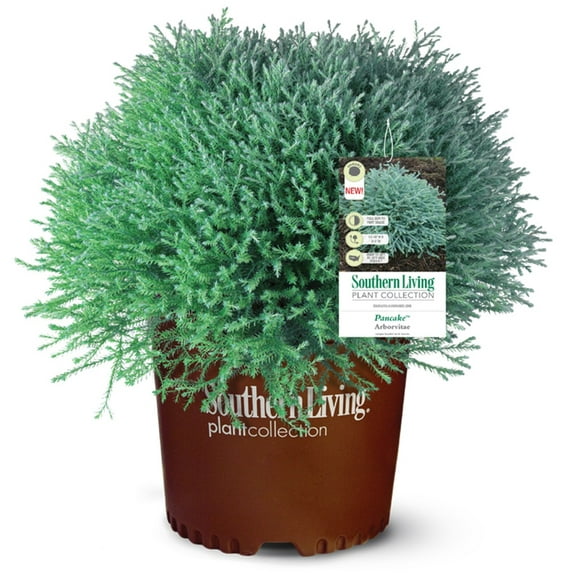Southern Living Pancake Arborvitae Live Shrub in 2.5-Quart Grower Pot