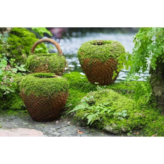 50 IRISH MOSS Groundcover Heath Pearlwort Sagina Subulata White Flower Seeds