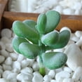 thumbnail image 2 of Artificial Faux Small Plant Mall Home Desktop Decor For Home Decor Indoor Desk Wedding Decoration, 2 of 4