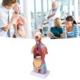 thumbnail image 4 of Body Model, Accurate Structure Human Torso Model Removable Learning Tool  For School For Hospital, 4 of 8