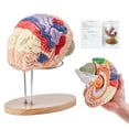 thumbnail image 1 of VEVOR Modèle d'Anatomie du Cerveau Humain, Modèle Anatomique du Cerveau Humain en 2X Grandeur Nature en 4 Parties avec Étiquettes et Base d'Exposition, Modèle de Cerveau Détachable à Codes de Couleur, 1 of 9